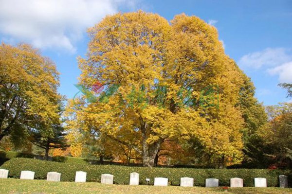 银娱优厚会717(中国)股份有限公司