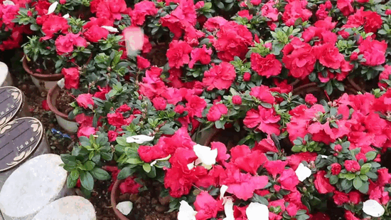 银娱优厚会717(中国)股份有限公司