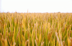 稻谷飘香迎丰年|银娱优越会717出产基地奏响丰登乐章