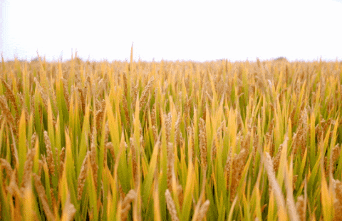 银娱优厚会717(中国)股份有限公司