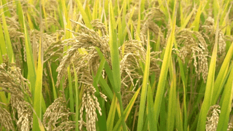 银娱优厚会717(中国)股份有限公司