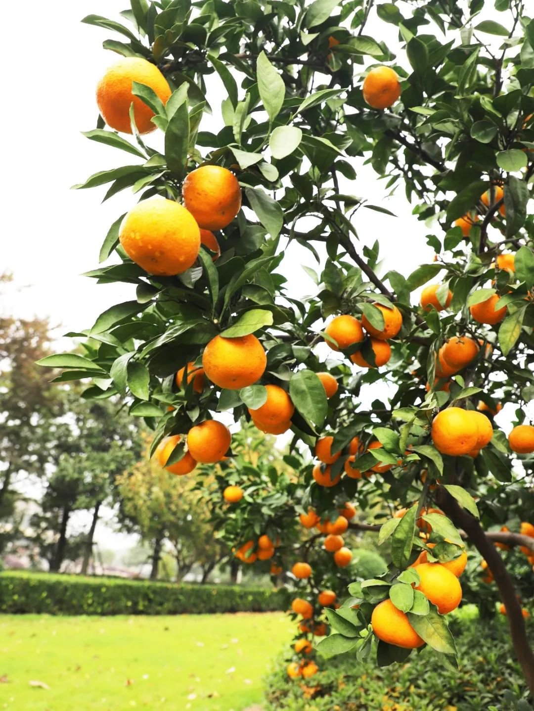 银娱优厚会717(中国)股份有限公司