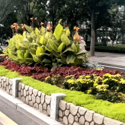 无机仿真石花箱：以永恒之名，塑将来之境